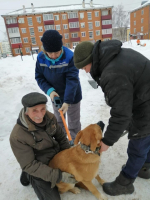В Агрызе проведена выездная вакцинация и чипирование домашних животных