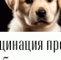 ✅ Бесплатная вакцинация животных от бешенства - Агрызский район
